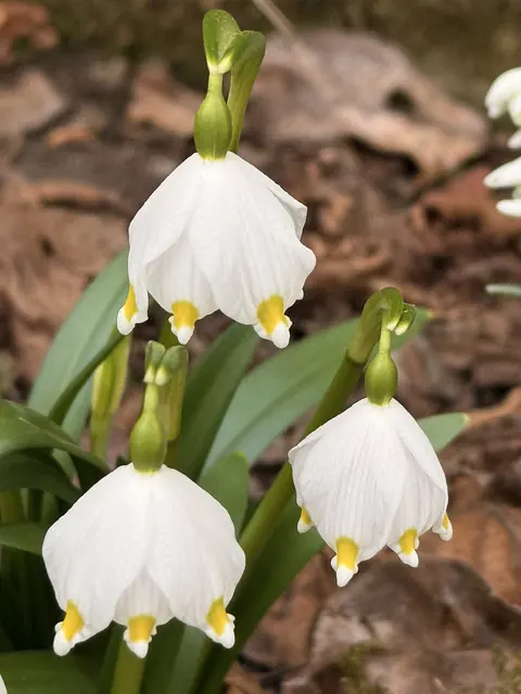 bledule