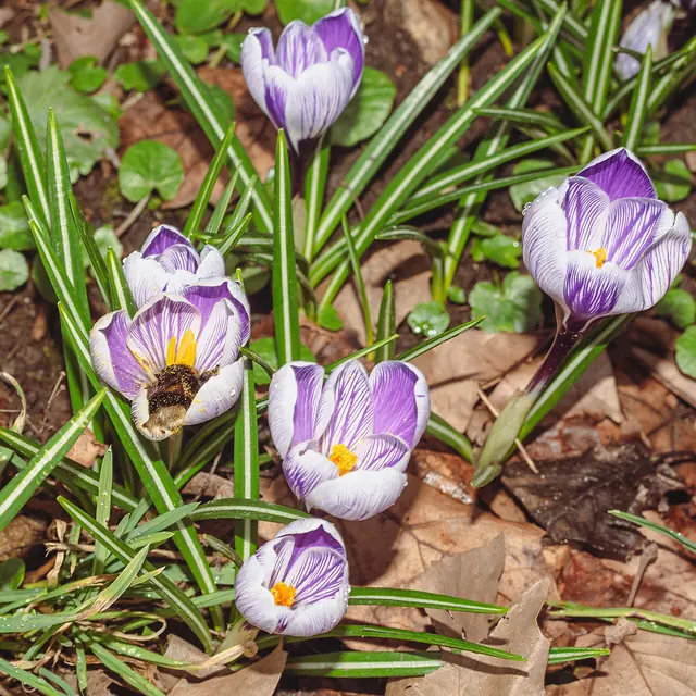 krokus