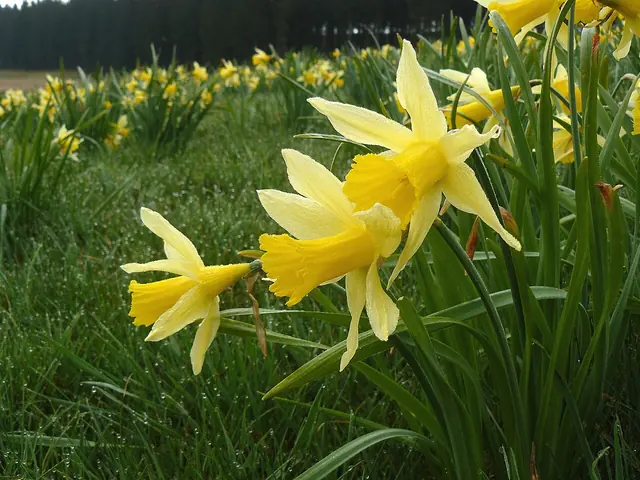 narcis