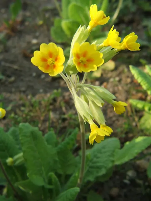prvosenka (petrklíč)