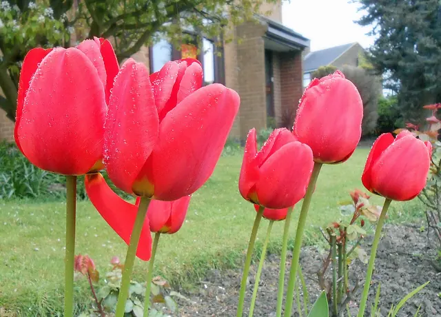 tulipán