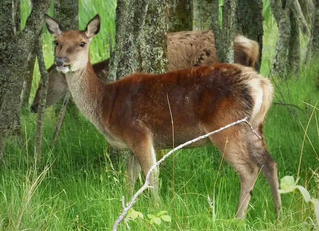 laň