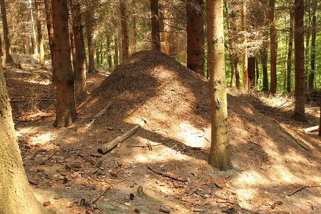 mraveniště