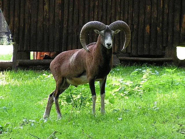 muflon