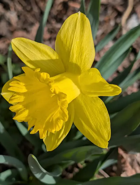 narcis