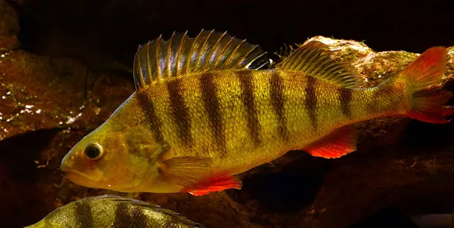 okoun říční