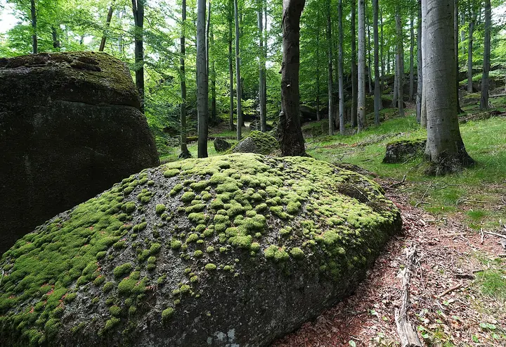 bučina v Jizerských horách