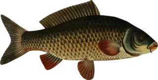 kapr kapr