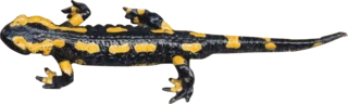 mlok skvrnitý mlok skvrnitý